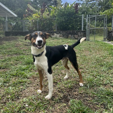 Dog for adoption - Bookie, a Terrier Mix in Keaau, HI | Petfinder