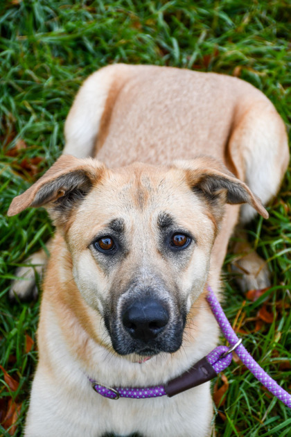 Paulina Rubio, an adoptable Shepherd, Mixed Breed in Yakima, WA, 98901 | Photo Image 1