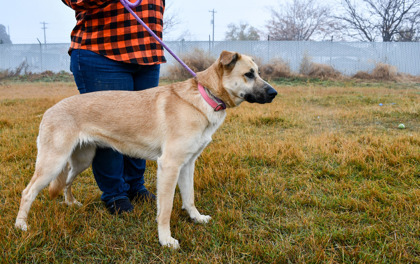 Paulina Rubio, an adoptable Shepherd, Mixed Breed in Yakima, WA, 98901 | Photo Image 2