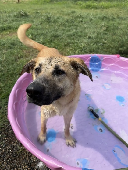 Paulina Rubio, an adoptable Shepherd, Mixed Breed in Yakima, WA, 98901 | Photo Image 3