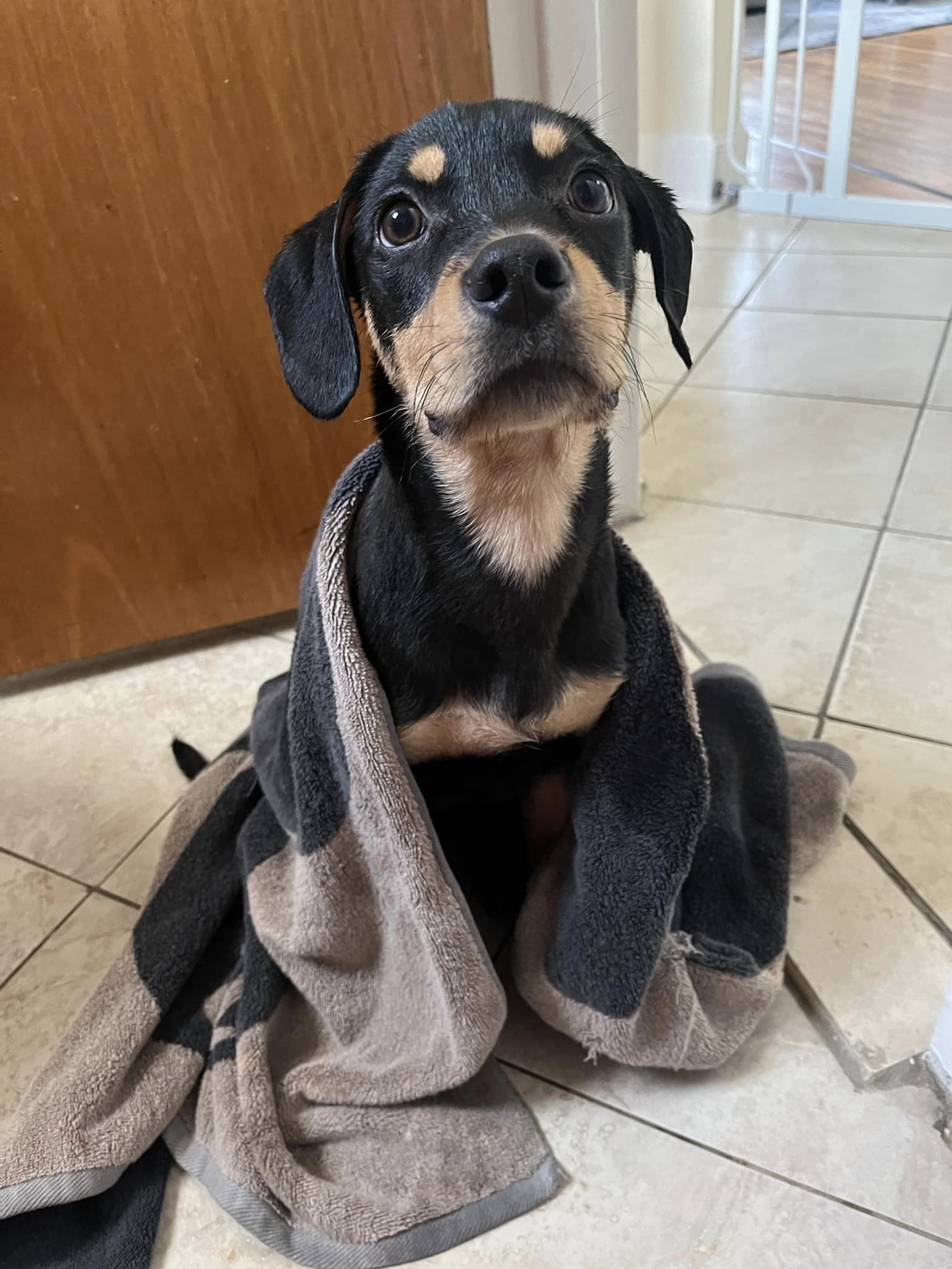 Petfinder Syracuse Ny - arf2lgm