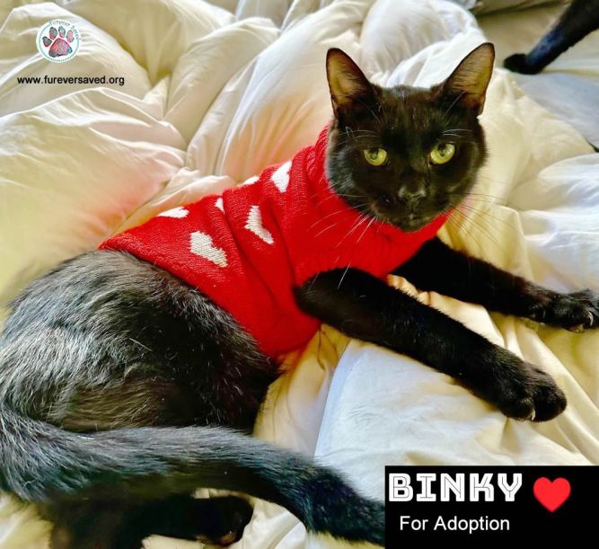 Cat for adoption Binky an American Shorthair in Killingly CT