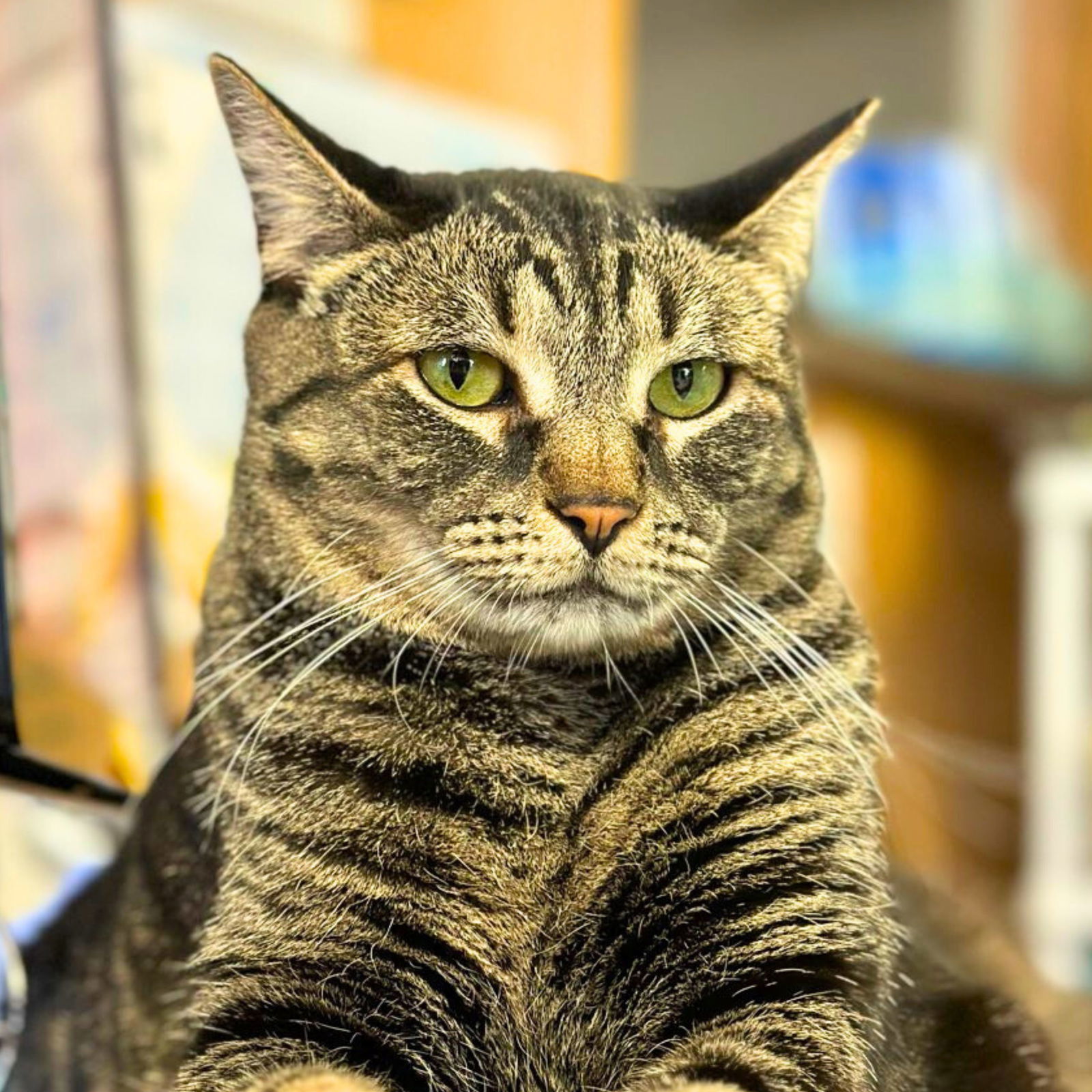 Candy, an adoptable Domestic Short Hair in Laramie, WY, 82073 | Photo Image 1