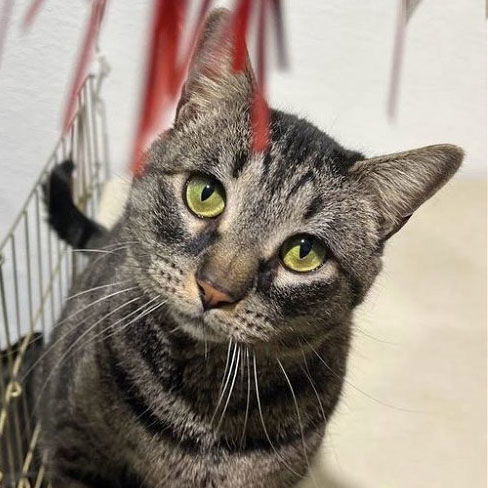 Candy (Please Foster Me!), an adoptable Domestic Short Hair in Laramie, WY, 82073 | Photo Image 2