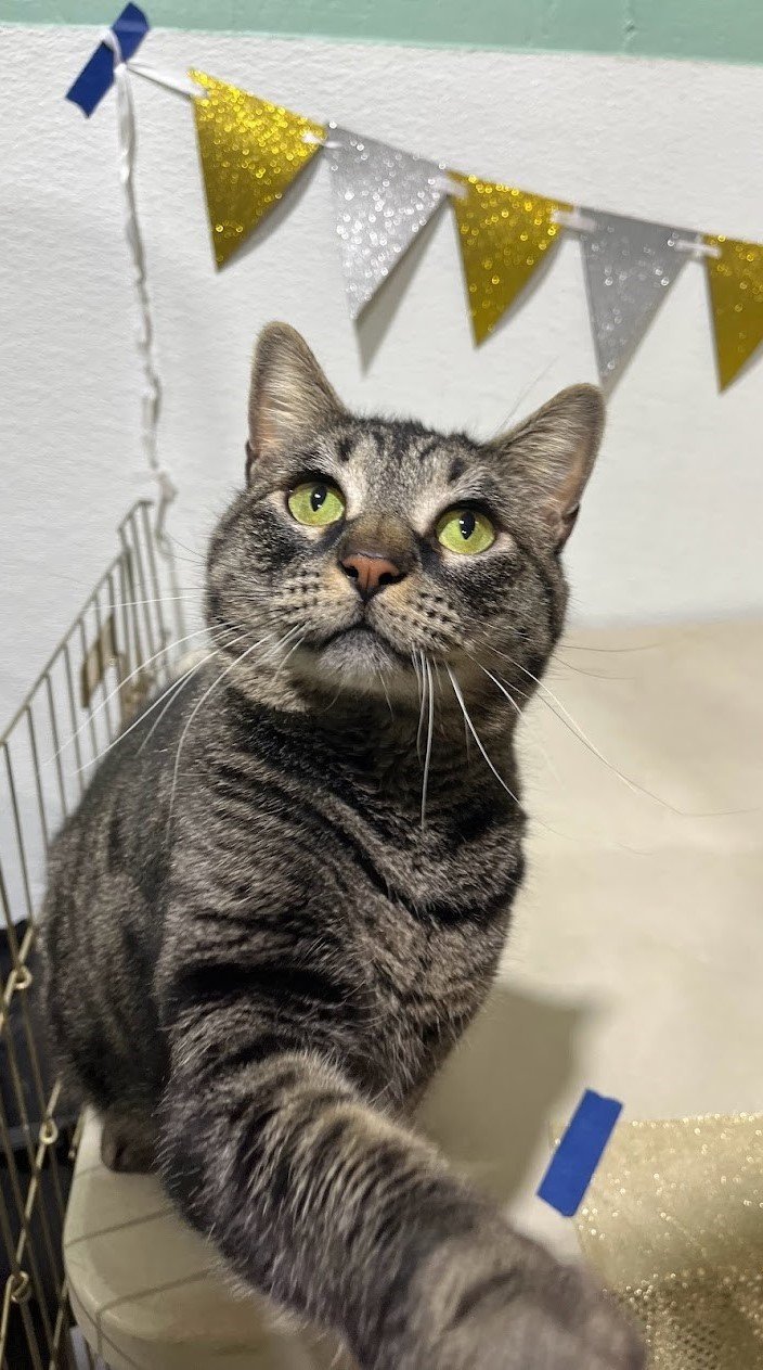 Candy, an adoptable Domestic Short Hair in Laramie, WY, 82073 | Photo Image 3