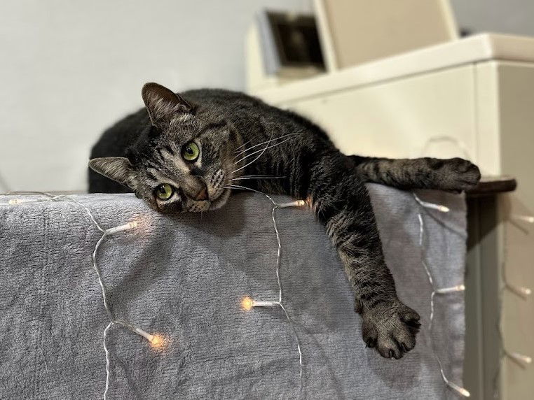 Candy, an adoptable Domestic Short Hair in Laramie, WY, 82073 | Photo Image 3