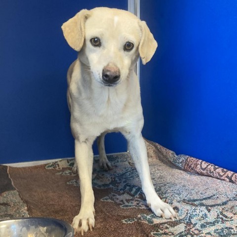 Olaf, an adoptable Mixed Breed in Las Cruces, NM, 88012 | Photo Image 2