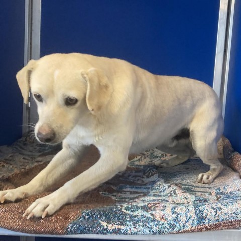 Olaf, an adoptable Mixed Breed in Las Cruces, NM, 88012 | Photo Image 3