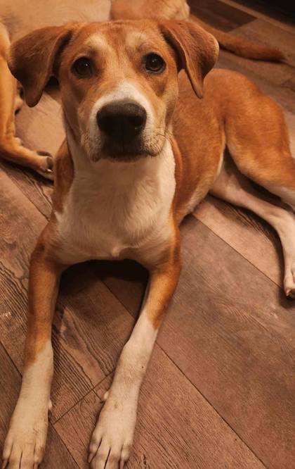 Piper, an adoptable Beagle in Kyle, SD, 57752 | Photo Image 1