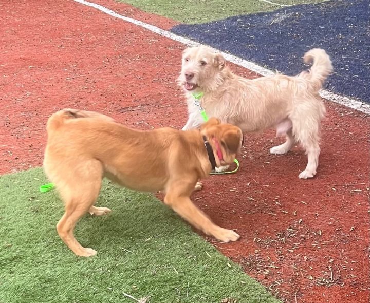 Wire haired terrier corgi hot sale mix