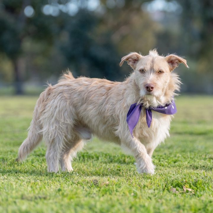 Wire haired best sale terrier corgi mix