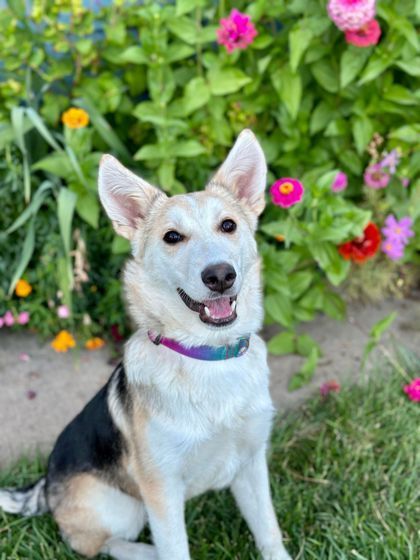 Claire, an adoptable German Shepherd Dog in Kyle, SD, 57752 | Photo Image 2