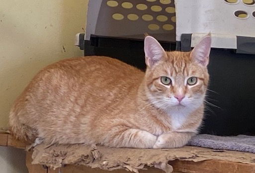 Hobbes, an adoptable Domestic Short Hair in Escondido, CA, 92026 | Photo Image 2