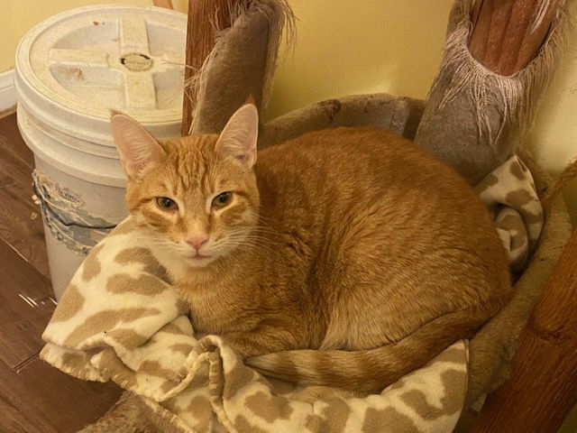Hobbes, an adoptable Domestic Short Hair in Escondido, CA, 92026 | Photo Image 3
