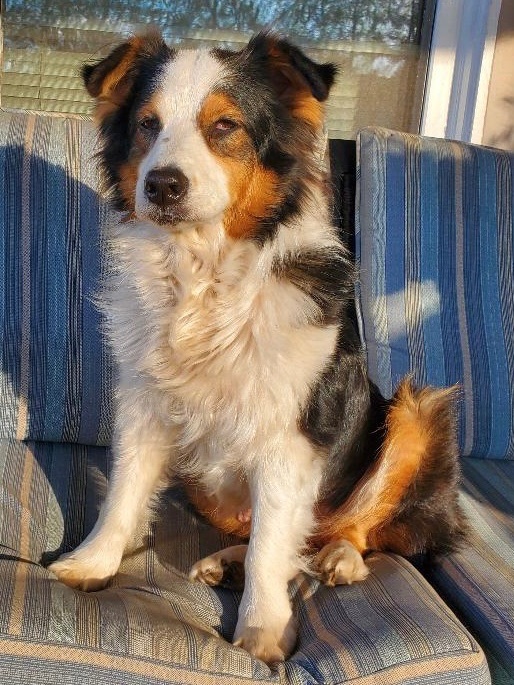 Sunny, an adoptable Australian Shepherd in Alexandria, VA_image-1