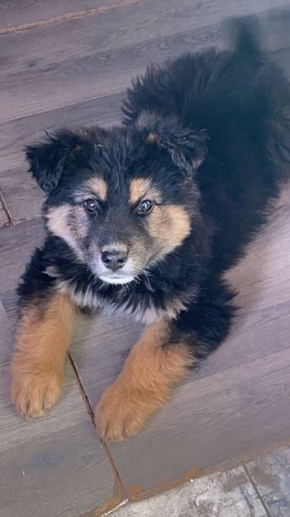 Truitt, an adoptable German Shepherd Dog in Kyle, SD, 57752 | Photo Image 1
