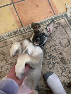 Siberian shepherd best sale puppies for sale