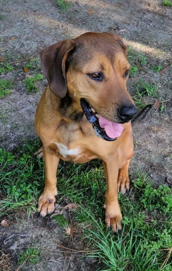 Redbone coonhound black sales mouth cur mix