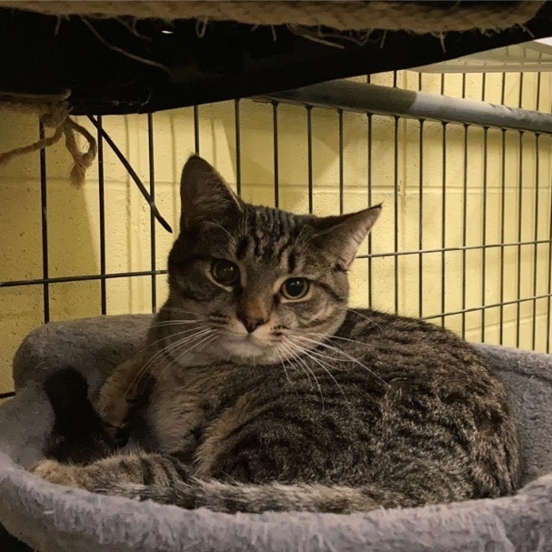 Cat for adoption Ozcar a Tabby Domestic Short Hair Mix in