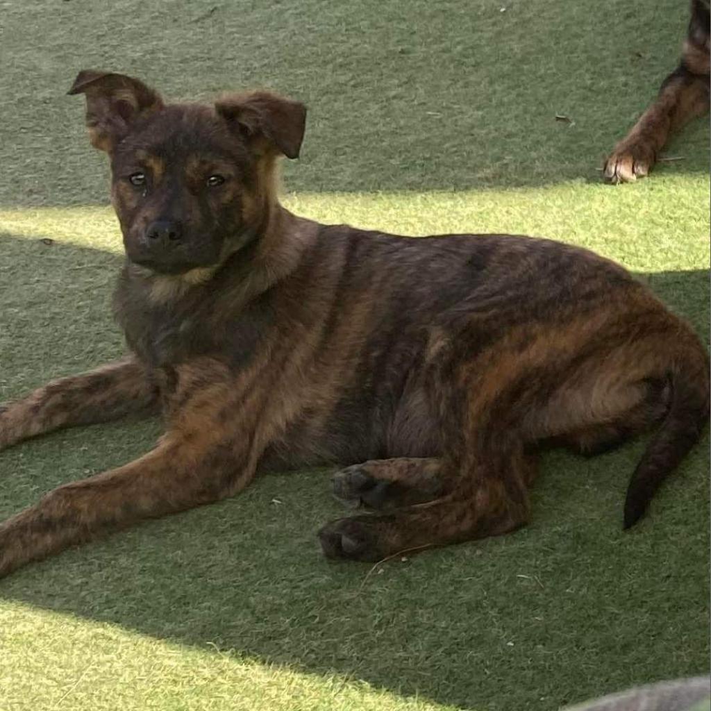 Caleb, an adoptable Pug in Phoenix, AZ, 85027 | Photo Image 1