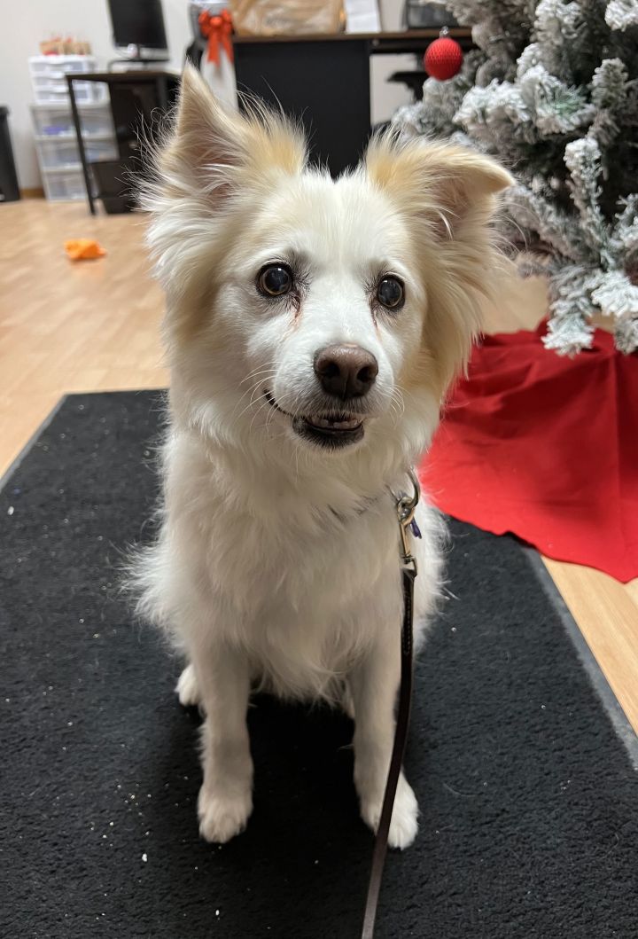 American eskimo hot sale terrier