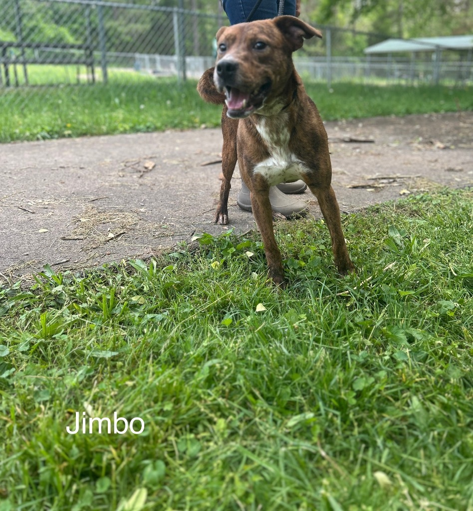Jimbo