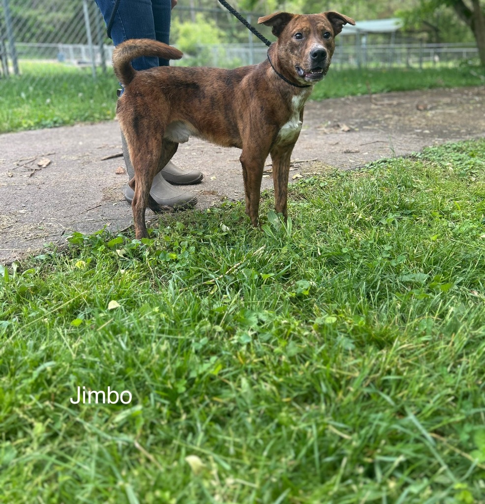Jimbo