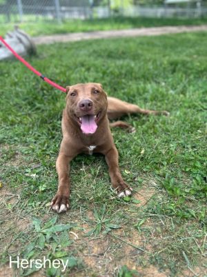Hershey, Adult Female Mixed Breed
