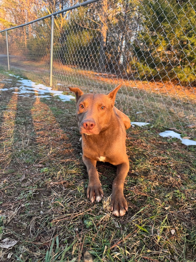 Hershey