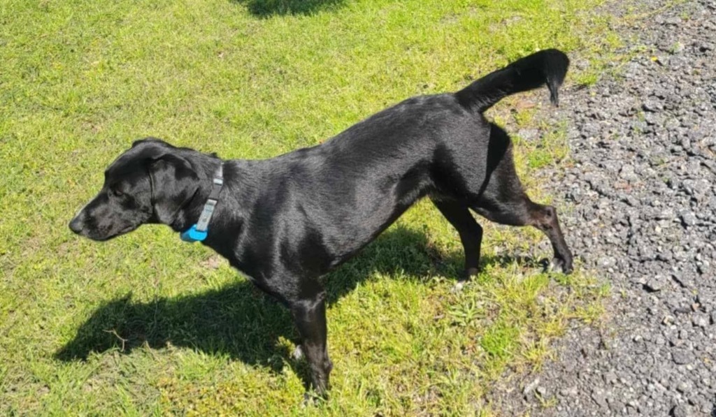 Ellie, an adoptable Black Labrador Retriever, Mixed Breed in Waynesville, GA, 31566 | Photo Image 1