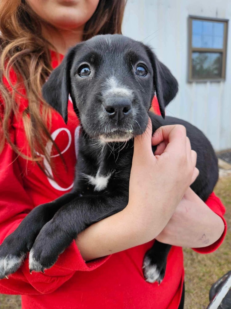 Ellie, an adoptable Black Labrador Retriever, Mixed Breed in Waynesville, GA, 31566 | Photo Image 2