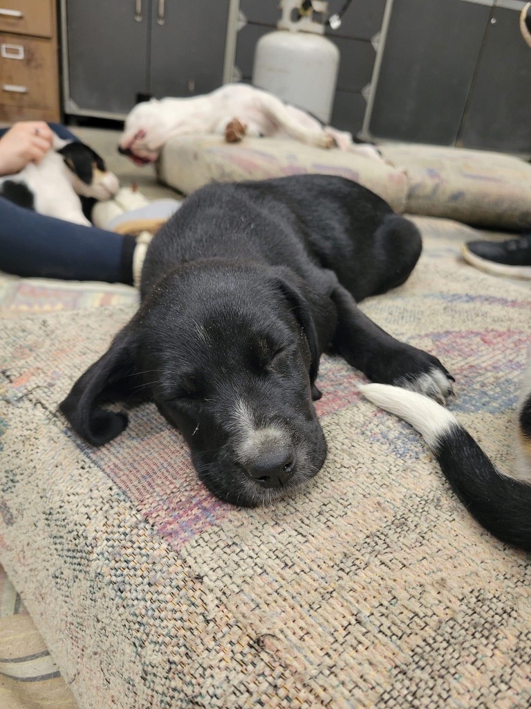 Ellie, an adoptable Black Labrador Retriever, Mixed Breed in Waynesville, GA, 31566 | Photo Image 3
