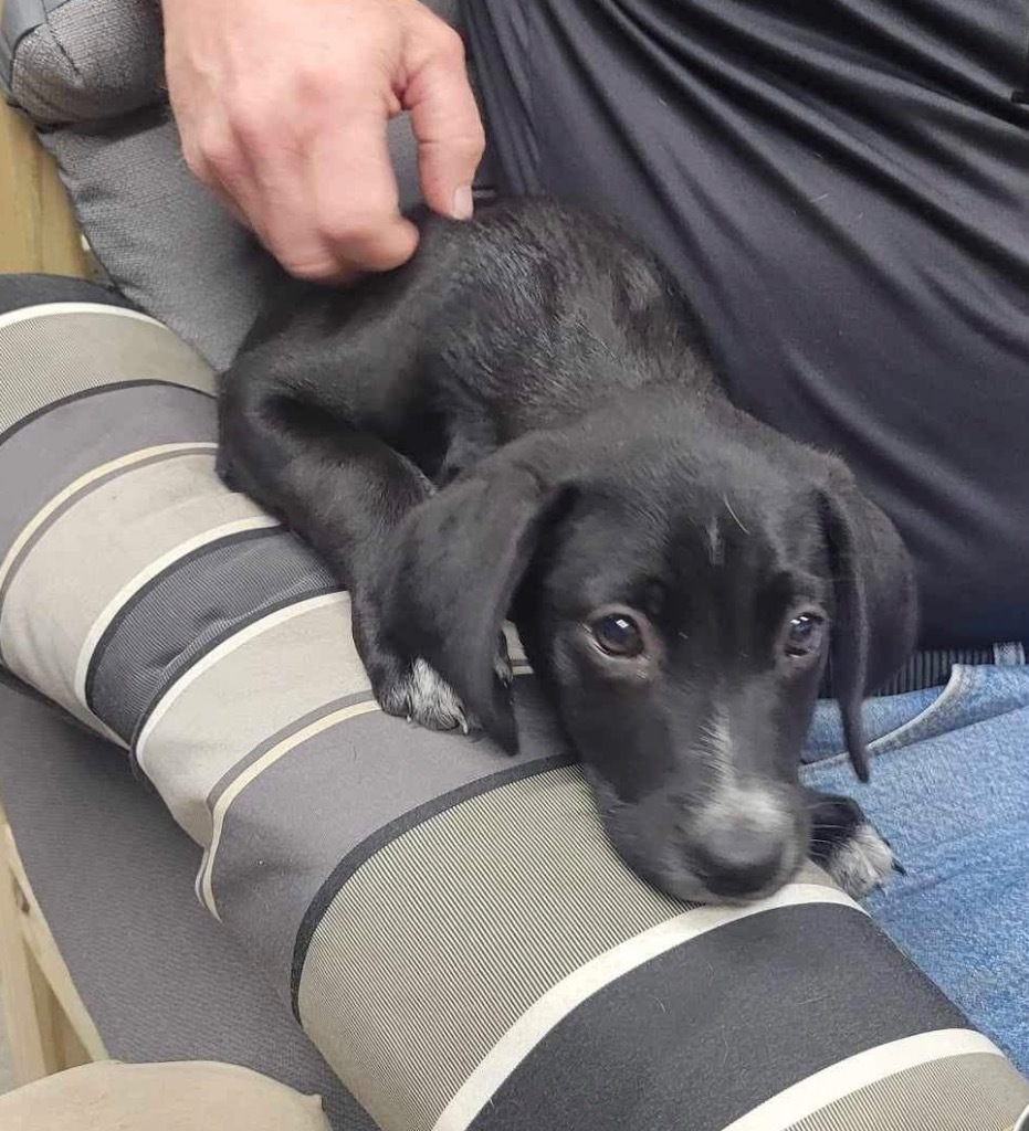 Ellie, an adoptable Black Labrador Retriever, Mixed Breed in Waynesville, GA, 31566 | Photo Image 4