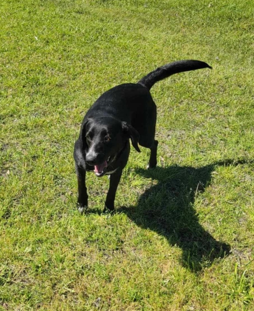 Ellie, an adoptable Black Labrador Retriever, Mixed Breed in Waynesville, GA, 31566 | Photo Image 5