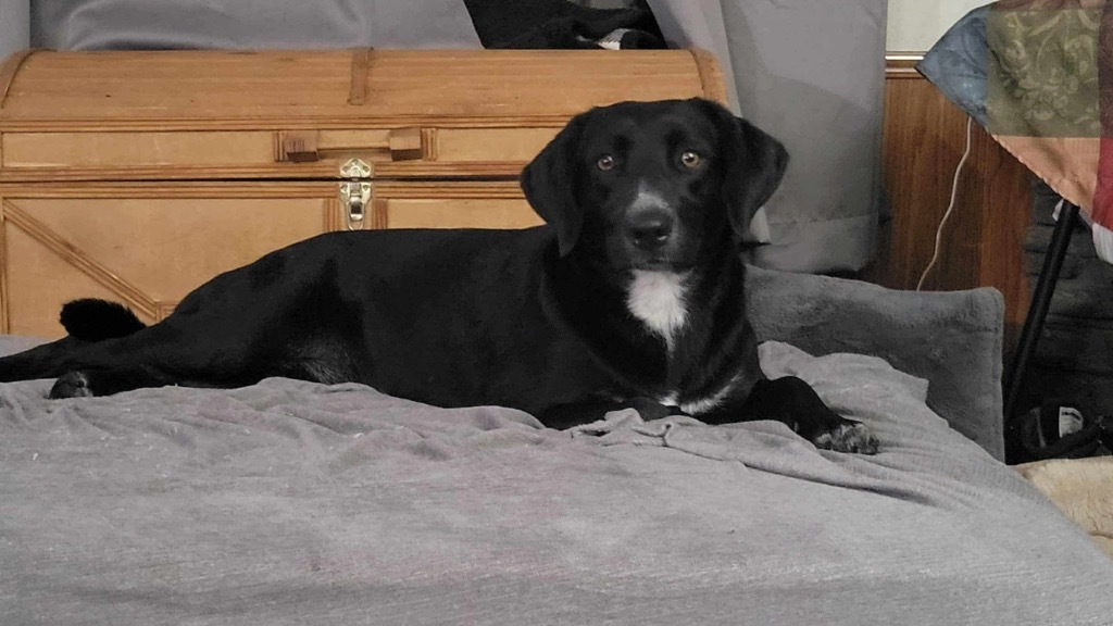 Ellie, an adoptable Black Labrador Retriever, Mixed Breed in Waynesville, GA, 31566 | Photo Image 6