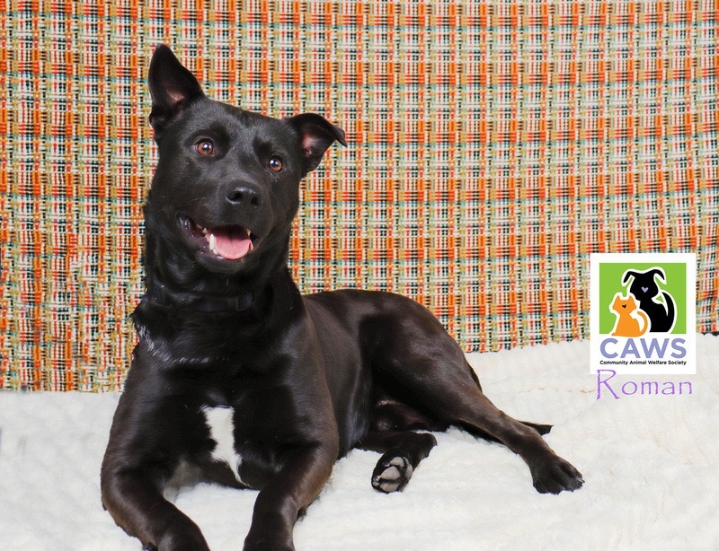 Roman, an adoptable Black Labrador Retriever, Pit Bull Terrier in Salt Lake City, UT, 84117 | Photo Image 1