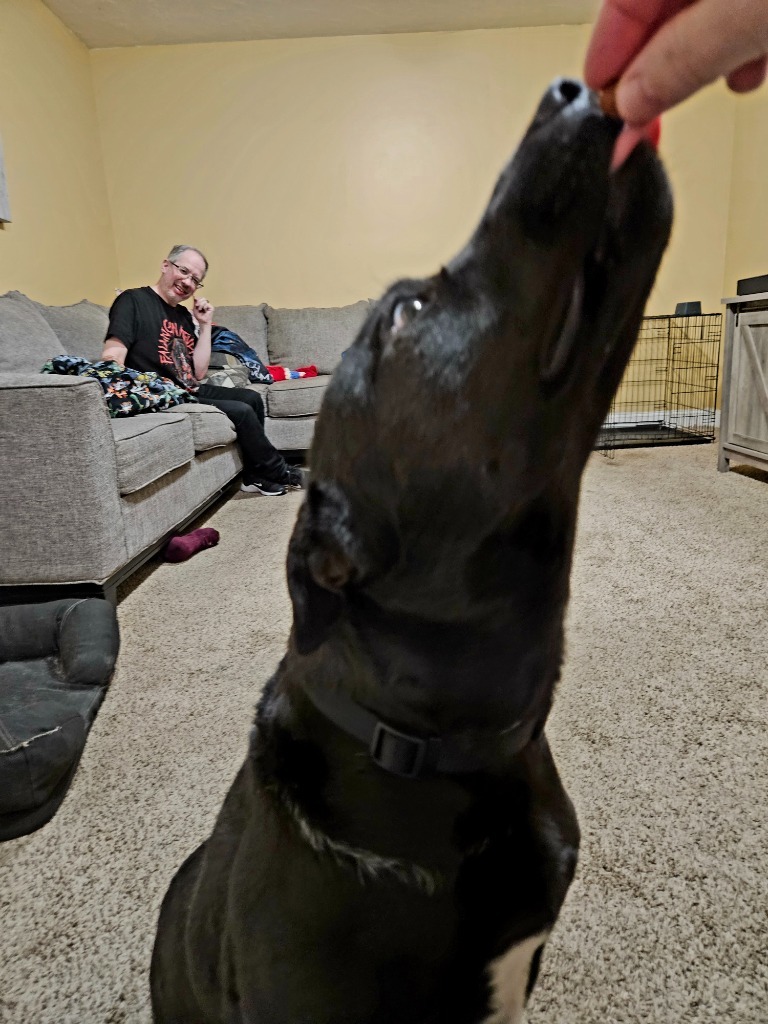 Roman, an adoptable Black Labrador Retriever, Pit Bull Terrier in Salt Lake City, UT, 84117 | Photo Image 6
