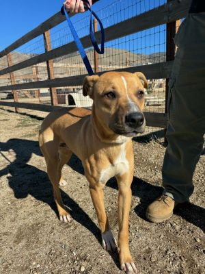 Dog for adoption Lucky a Pit Bull Terrier Mix in Tehachapi CA