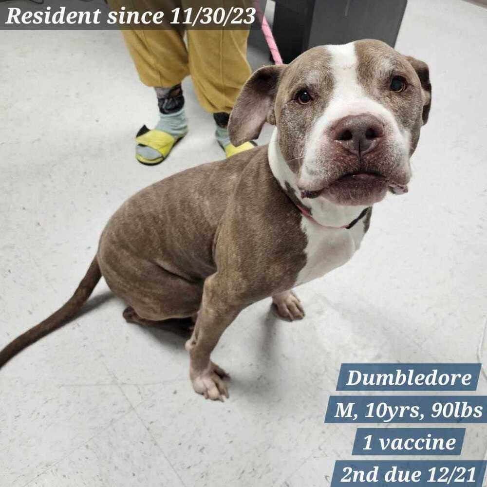 Dumbledore, an adoptable Pit Bull Terrier in Cortez, CO, 81321 | Photo Image 3