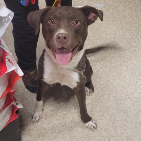 Trav, an adoptable Mixed Breed in Rochester, MN, 55903 | Photo Image 1