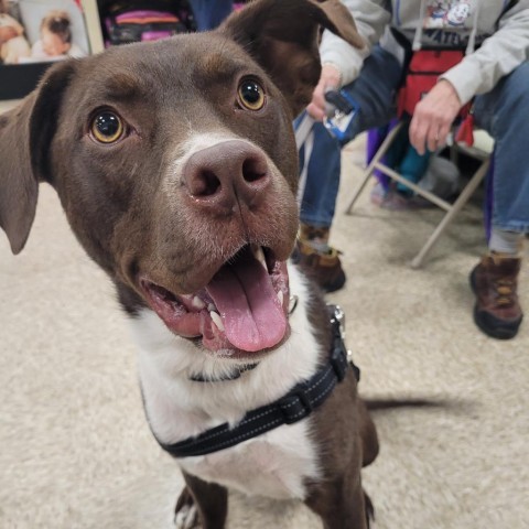 Trav, an adoptable Mixed Breed in Rochester, MN, 55903 | Photo Image 3