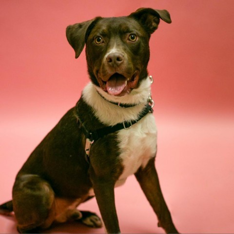 Trav, an adoptable Mixed Breed in Rochester, MN, 55903 | Photo Image 5