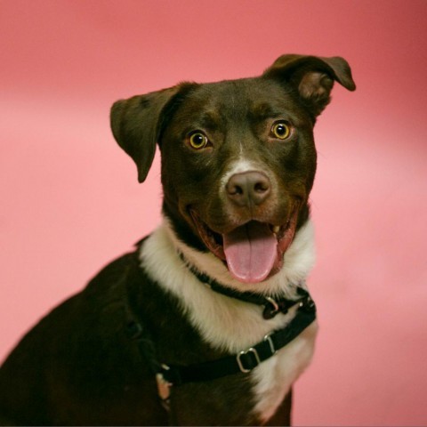 Trav, an adoptable Mixed Breed in Rochester, MN, 55903 | Photo Image 6