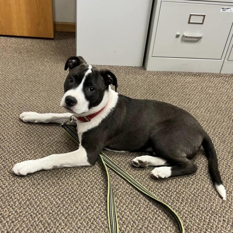 Kane, an adoptable Mixed Breed, Pit Bull Terrier in Baldwin, WI, 54002 | Photo Image 2