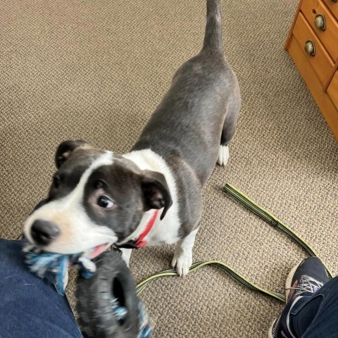 Kane, an adoptable Mixed Breed, Pit Bull Terrier in Baldwin, WI, 54002 | Photo Image 5