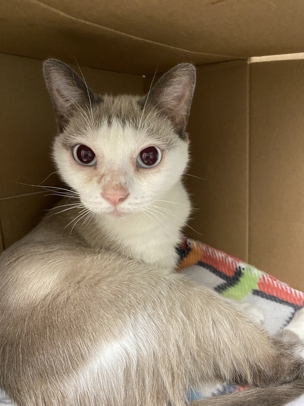 Cat for adoption Wiggles Adoption Pending, a Siamese & Snowshoe Mix