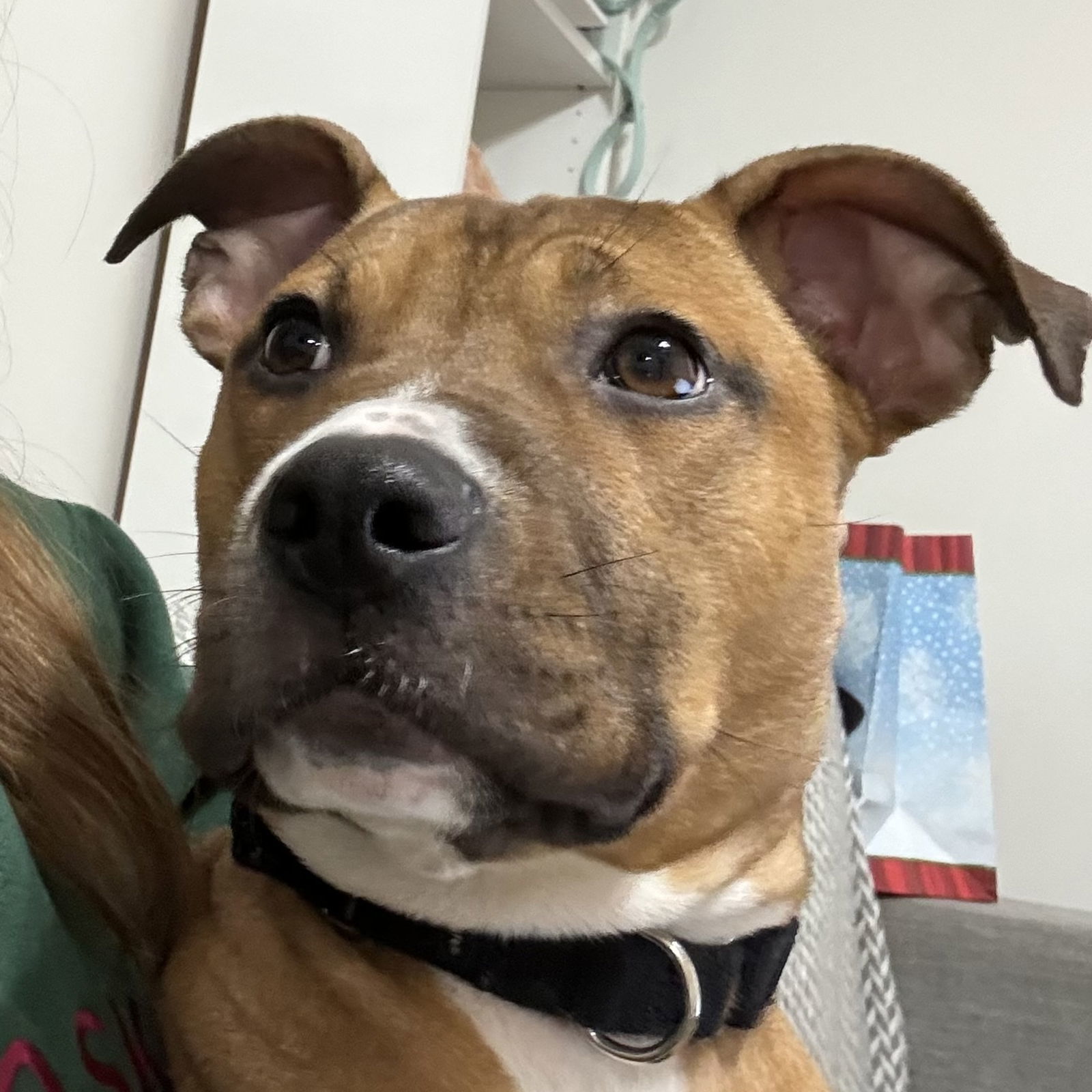 Petfinder Syracuse Ny - nh96sy3