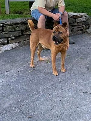 Nino Brown, an adoptable Akita & American Staffordshire Terrier Mix in Rome, NY_image-2
