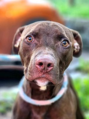 Chocolate Shake (Coco), an adoptable Pit Bull Terrier & Chocolate Labrador Retriever Mix in Rome, NY_image-1