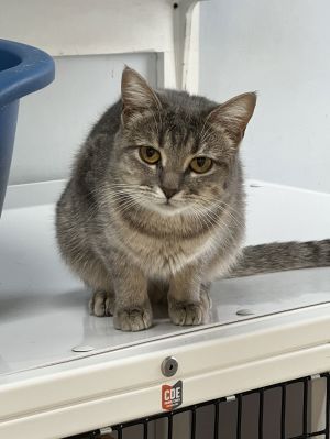 Petunia, Young Female Domestic Short Hair
